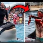 Orca trainer is 😱 devoured by this one while perfor…see more